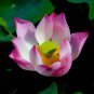 Lotus Nelumbo Nucifera Yellow Light Pink Rose Red Double Flower - 50 Seeds