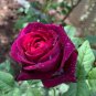 Louis Xiv Rose Perennials - 200 Seeds