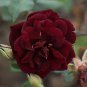 Louis Xiv Rose Perennials - 200 Seeds