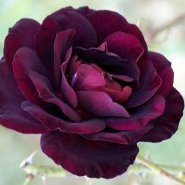 Louis Xiv Rose - 200 Seeds