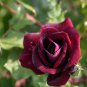 Louis Xiv Rose - 200 Seeds