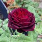 Louis Xiv Rose seeds Perennials - 50 Seeds
