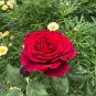 Louis Xiv Rose seeds Perennials - 50 Seeds