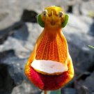 Lovely Funny Flower Calceolaria Herbeohybrida Indoor & Outdoor - 100 Seeds