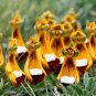 Lovely Funny Flower Calceolaria Herbeohybrida Indoor & Outdoor - 100 Seeds