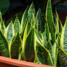Green Sansevieria - 100 Seeds