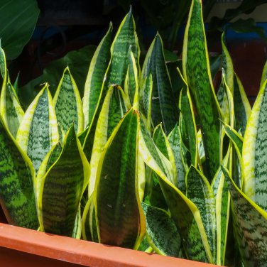 Green Sansevieria - 100 Seeds