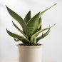 Green Sansevieria - 100 Seeds