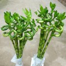 Lucky Bamboo Choose Potted Bonsai Variety Complete Dracaena Plant - 50 Seeds Lucky Bamboo Choose Potted Bonsai Variety Complete Dracaena Plant - 50 Seeds