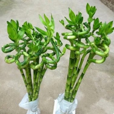 Lucky Bamboo Choose Potted Bonsai Variety Complete Dracaena Plant - 50 Seeds