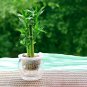 Lucky Bamboo Choose Potted Bonsai Variety Complete Dracaena Plant - 50 Seeds