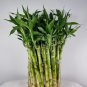 Lucky Bamboo Choose Potted Bonsai Variety Complete Dracaena Plant - 50 Seeds