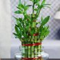 Lucky Bamboo Bonsai Small Potted Plants - 50 Seeds