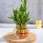 Lucky Bamboo Bonsai Small Potted Plants - 50 Seeds
