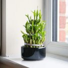 Lucky Bamboo Green Indoor Plants - 50 Seeds