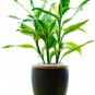 Lucky Bamboo Green Indoor Plants - 50 Seeds