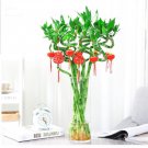 Lucky Bamboo Home Garden Decoration Perennial Indoor Plant - 50 Seeds Lucky Bamboo Home Garden Decoration Perennial Indoor Plant - 50 Seeds