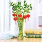 Lucky Bamboo Home Garden Decoration Perennial Indoor Plant - 50 Seeds