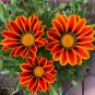 Lucky Gazania splendens Mixed Flowers - 5 Seeds
