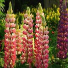 Lupine Bonsai Plants for Home Garden Easy to Grow - 200 Seeds Lupine Bonsai Plants for Home Garden Easy to Grow - 200 Seeds