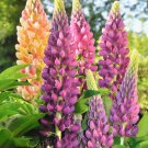 Lupine Perennial Flowers - 15 Seeds
