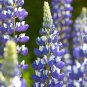 Lupine Perennial Flowers - 15 Seeds