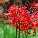 Lycoris Species of Fresh Bulbs Garden Plants Potted - 10 Seeds Lycoris Species of Fresh Bulbs Garden Plants Potted - 10 Seeds