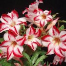Lyin eyes' Colorful Adenium Desert Rose - 2 Seeds