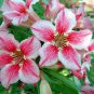 Lyin eyes' Colorful Adenium Desert Rose - 2 Seeds
