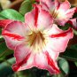 Lyin eyes' Colorful Adenium Desert Rose - 2 Seeds