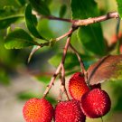 Madrone Killarney Waxberry Tree Arbutus Unedo - 5 Seeds