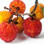 Madrone Killarney Waxberry Tree Arbutus Unedo - 5 Seeds
