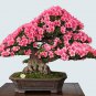 Bonsai Rhododendron Flower Easy to Grow Azalea Bonsai Family & Garden Flower - 1