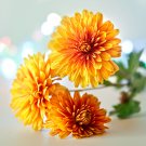 Chrysanthemum Coronarium Vegetable - 120 Seeds