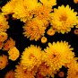 Chrysanthemum Coronarium Vegetable - 120 Seeds