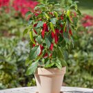 Bonsai 'Pearl' Pepper Chile Vegetables - 25 Seeds