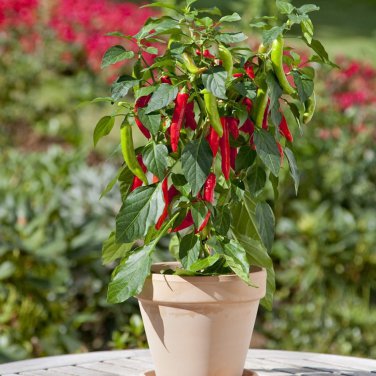 Bonsai 'Pearl' Pepper Chile Vegetables - 25 Seeds