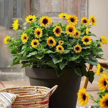 Bonsai Short Sunflower - 1 Seeds