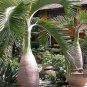 Bottle palm tree Seeds Exotic Plants Bonsai tree Tropical Ornamental flower - 10