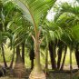 Bottle palm tree Seeds Exotic Plants Bonsai tree Tropical Ornamental flower - 10