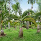 Bottle Palm Flores Exotic Plants Tree Home Garden Balcony - 10 Seeds Bottle Palm Flores Exotic Plants Tree Home Garden Balcony - 10 Seeds