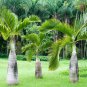 Bottle Palm Flores Exotic Plants Tree Home Garden Balcony - 10 Seeds