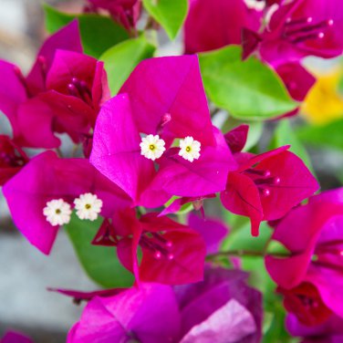 Bougainvillea Plant Fresh Fire Red Color - 10 Seeds