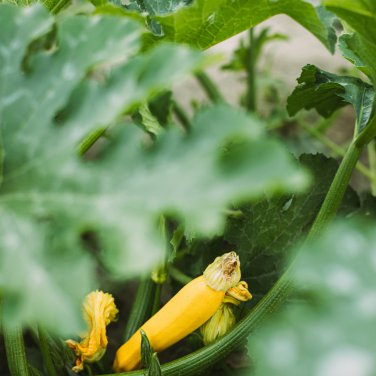 British Summer Courgette Hybrid - 10 Seeds