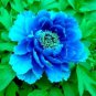 Chinese Peony Tree Blue Double Flowers - 10 Seeds