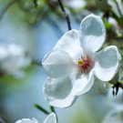 Chinese Red Yellow Pink White Yulan Magnolia denudata Fragrant lilytree - 10 See