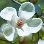 Chinese Red Yellow Pink White Yulan Magnolia denudata Fragrant lilytree - 10 See