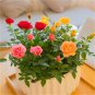Chinese Rose Tree Bonsai - 10 Seeds