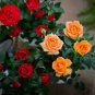 Chinese Rose Tree Bonsai - 10 Seeds