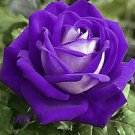 Chinese Rose Tree Purple Big Blooms Flowers with White Edge - 10 Seeds Chinese Rose Tree Purple Big Blooms Flowers with White Edge - 10 Seeds